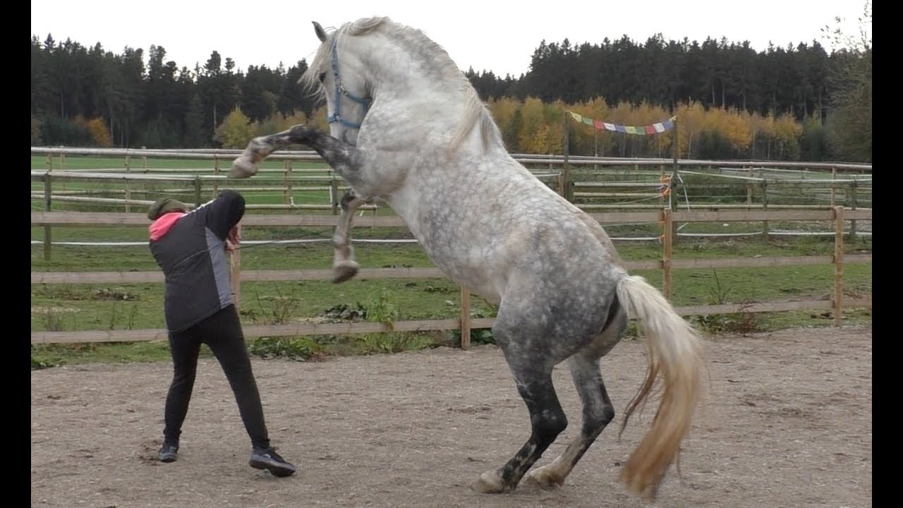 Pferd Steigt An Der Hand pferd training bodenarbeit vertrauen – Der mit dem Pferd tanzt